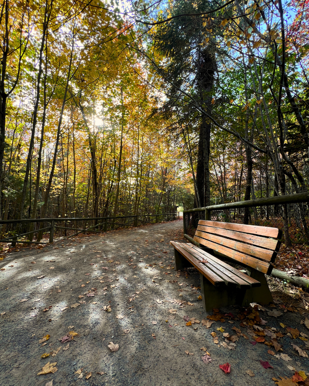 A bench along the park trail in the fall