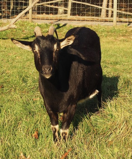Alpine Goat