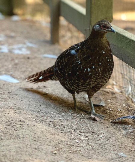 Mikado Pheasant