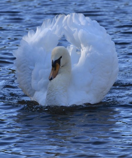 Mute Swan