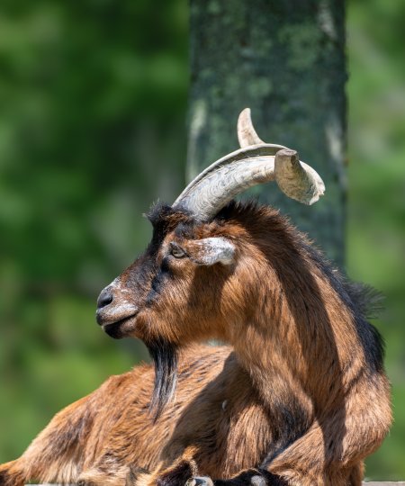 Pygmy Goat