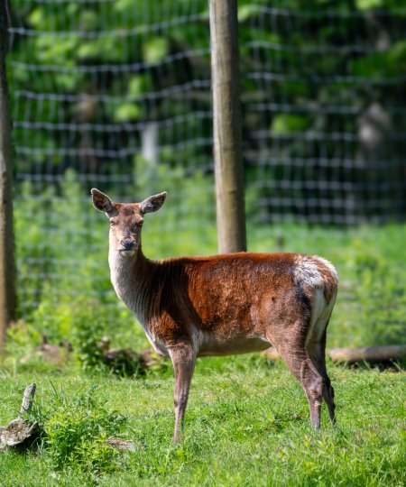Red Deer