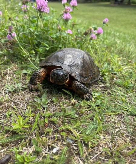 Wood Turtle
