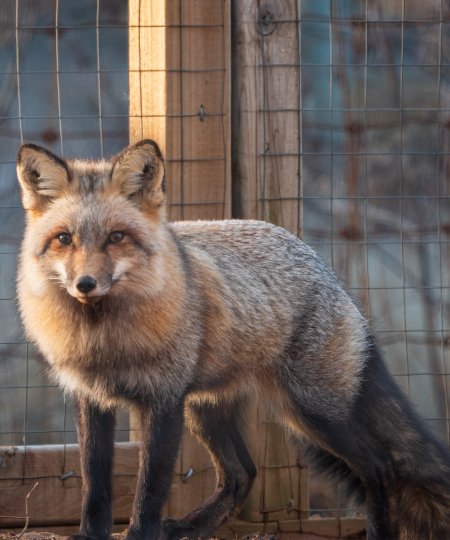 Red Fox