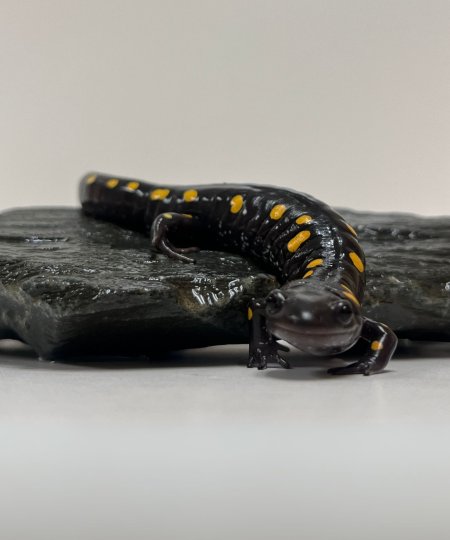 yellow Spotted Salamander