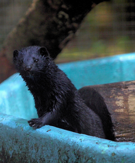 Black Mink
