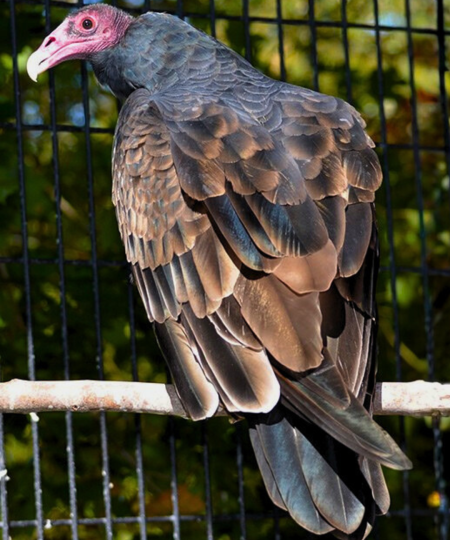 Turkey Vulture