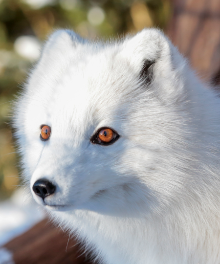 Arctic Fox